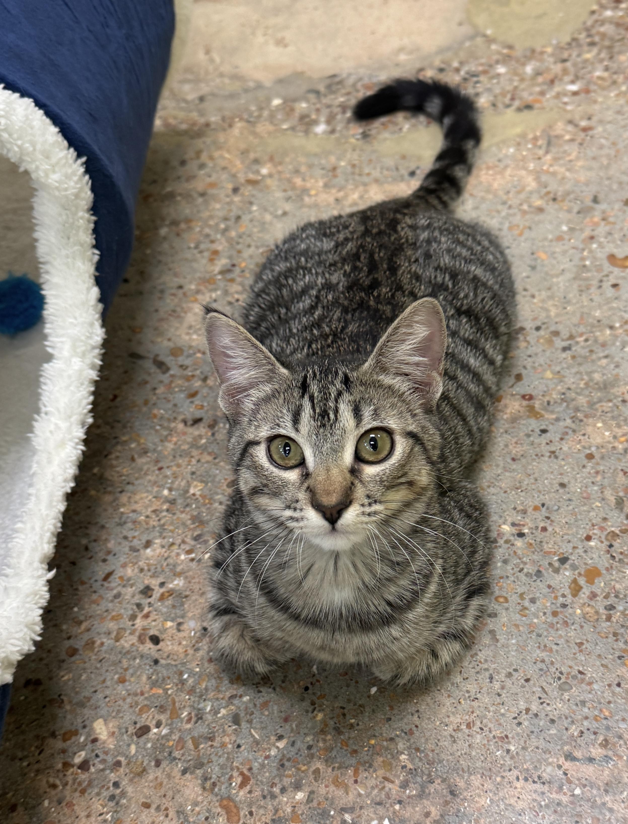 Enlarge Holly (Jolly…what a dolly), an adopted Domestic Short Hair in Houston, TX image 6/6