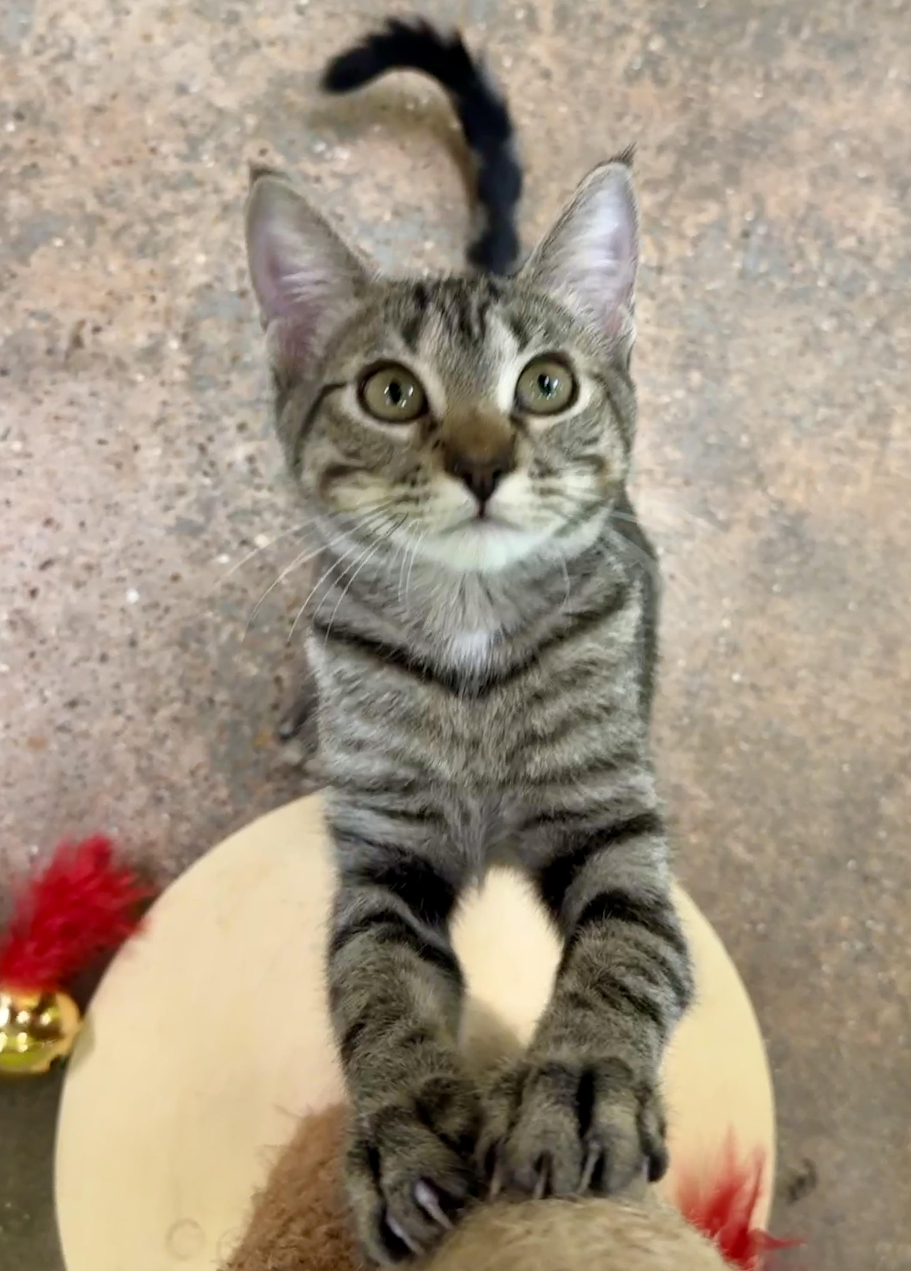 Enlarge Holly (Jolly…what a dolly), an adopted Domestic Short Hair in Houston, TX image 3/6