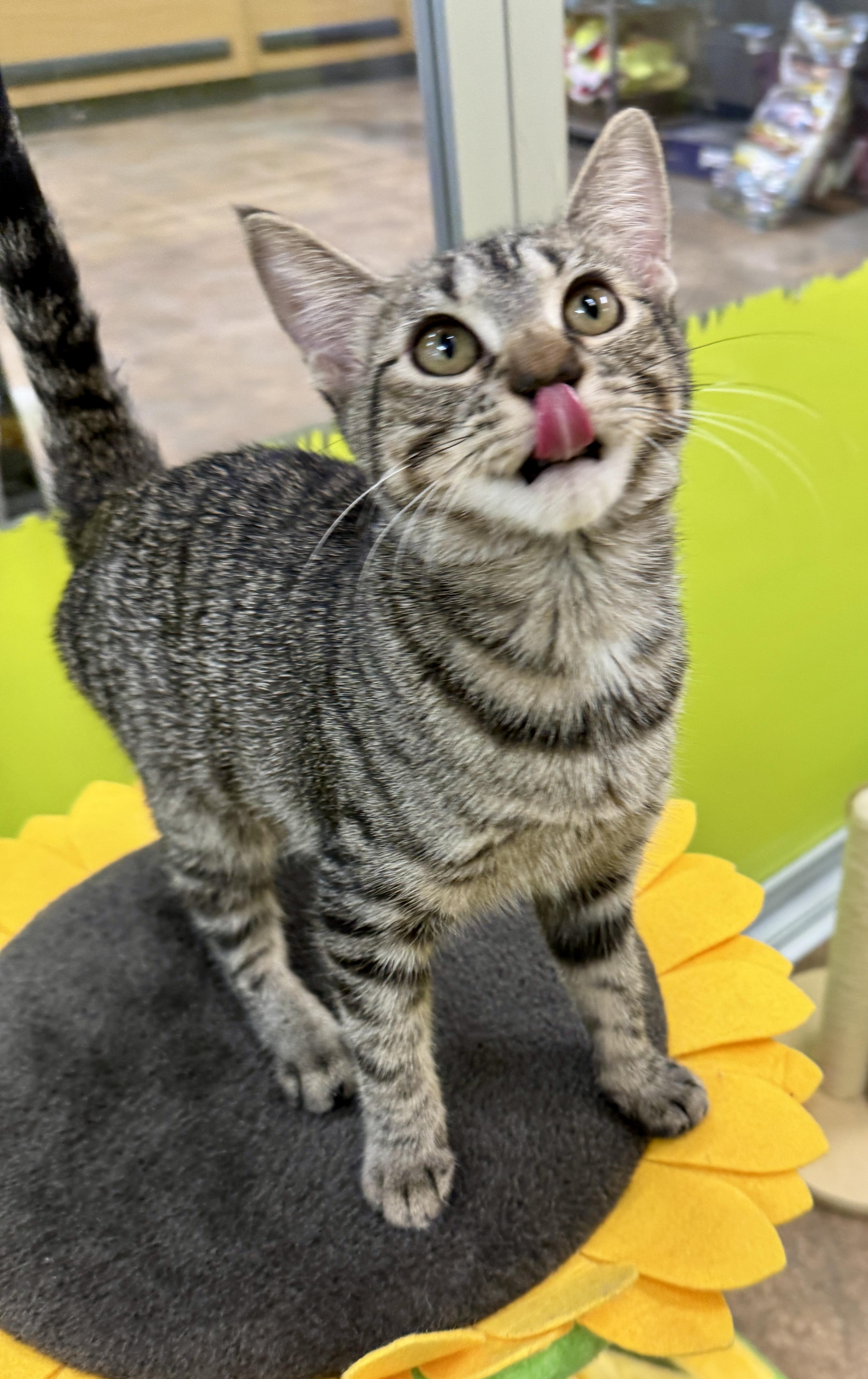 Enlarge Holly (Jolly…what a dolly), an adopted Domestic Short Hair in Houston, TX image 4/6