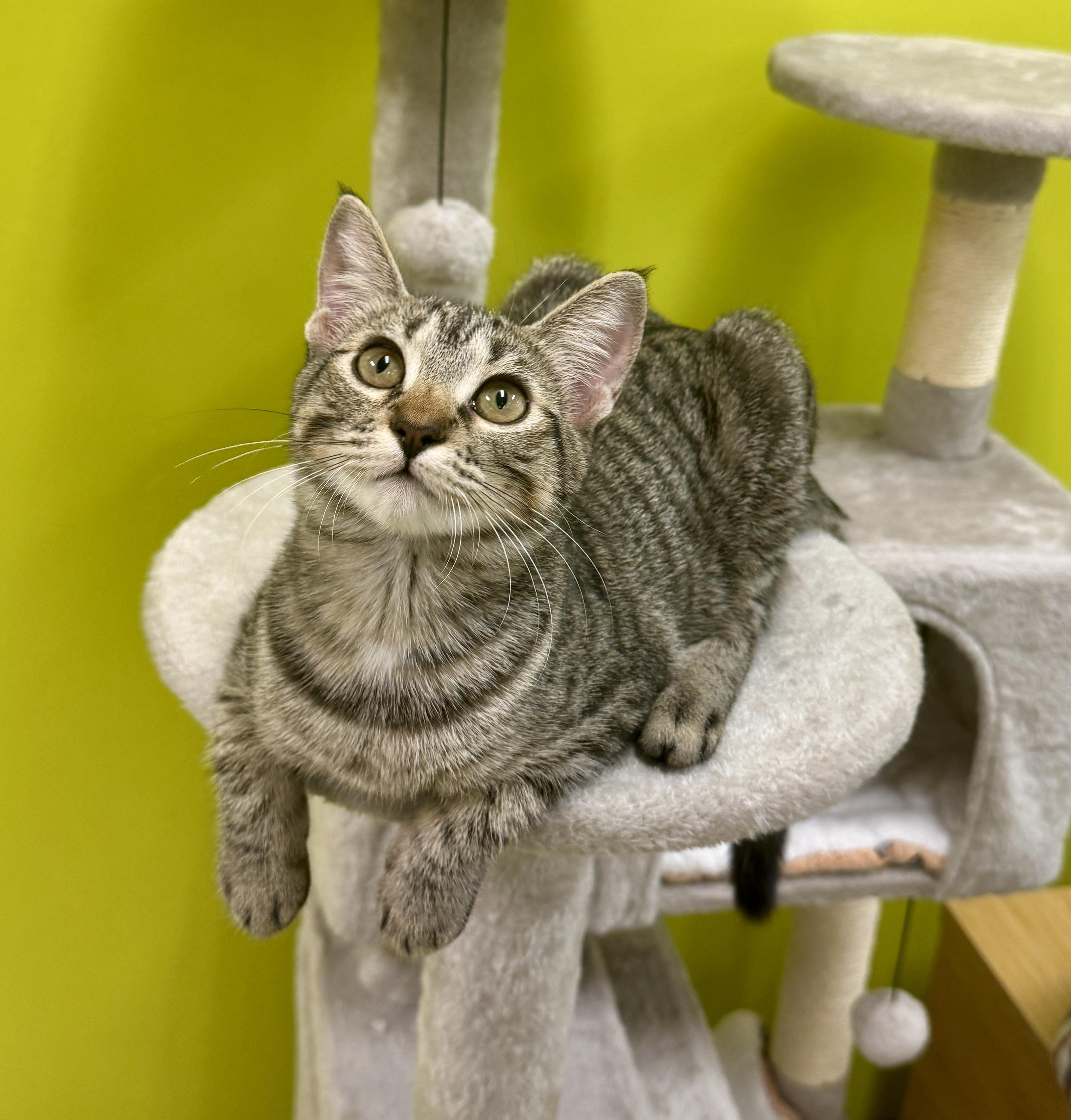 Enlarge Holly (Jolly…what a dolly), an adopted Domestic Short Hair in Houston, TX image 2/6