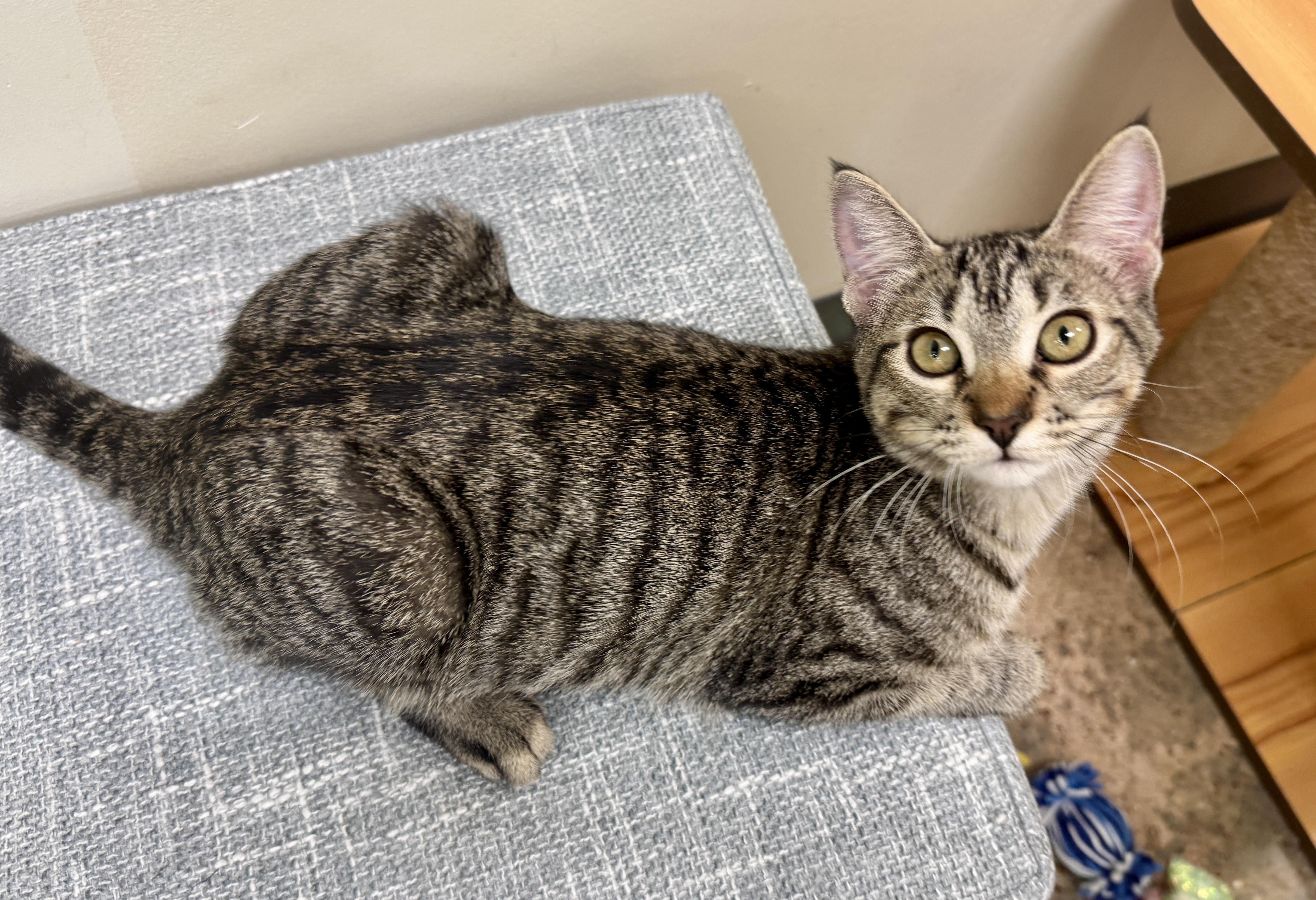 Holly (Jolly…what a dolly), adopted, Kitten Female Domestic Short Hair.