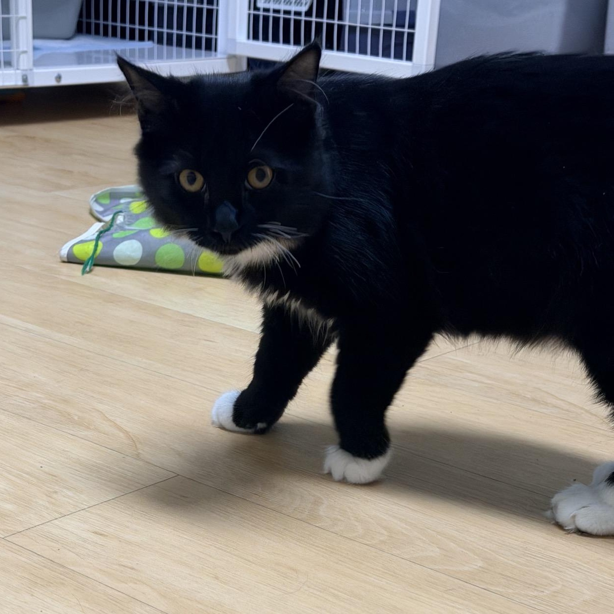 Enlarge Beau, a ADOPTABLE Tuxedo in Suffolk, VA image 1/2