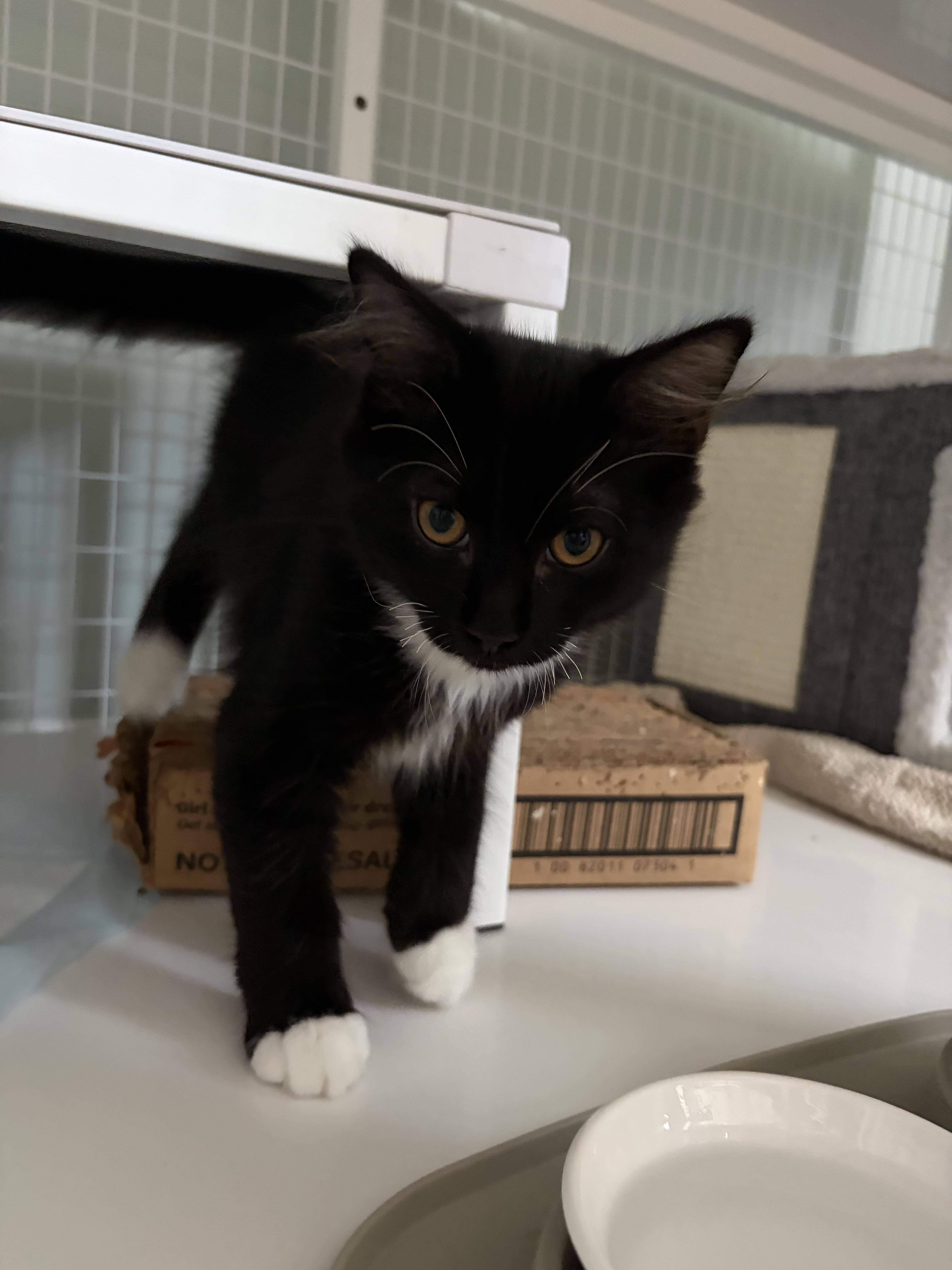 Beau, ADOPTABLE, Kitten Male Tuxedo.