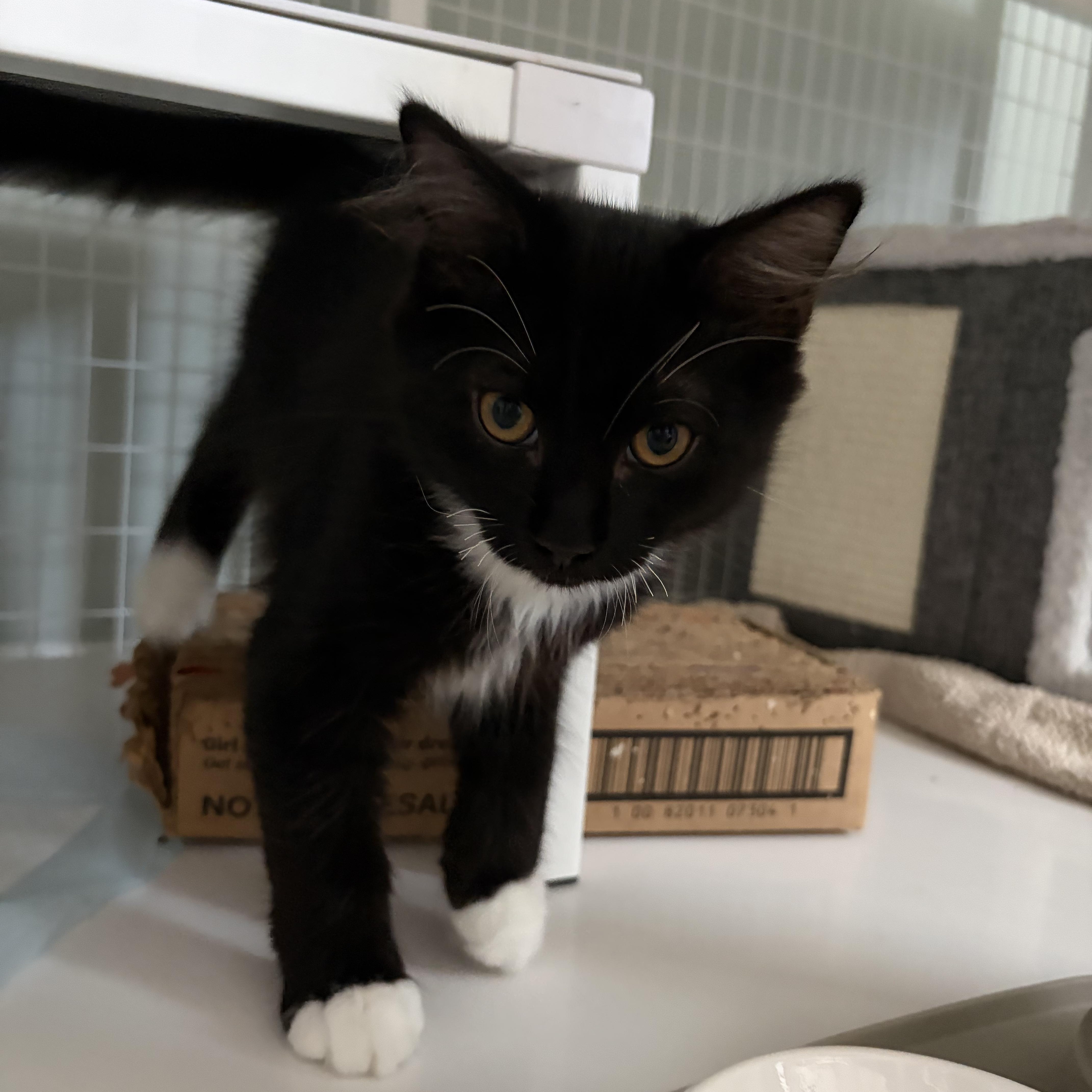 Enlarge Beau, a ADOPTABLE Tuxedo in Suffolk, VA image 2/2
