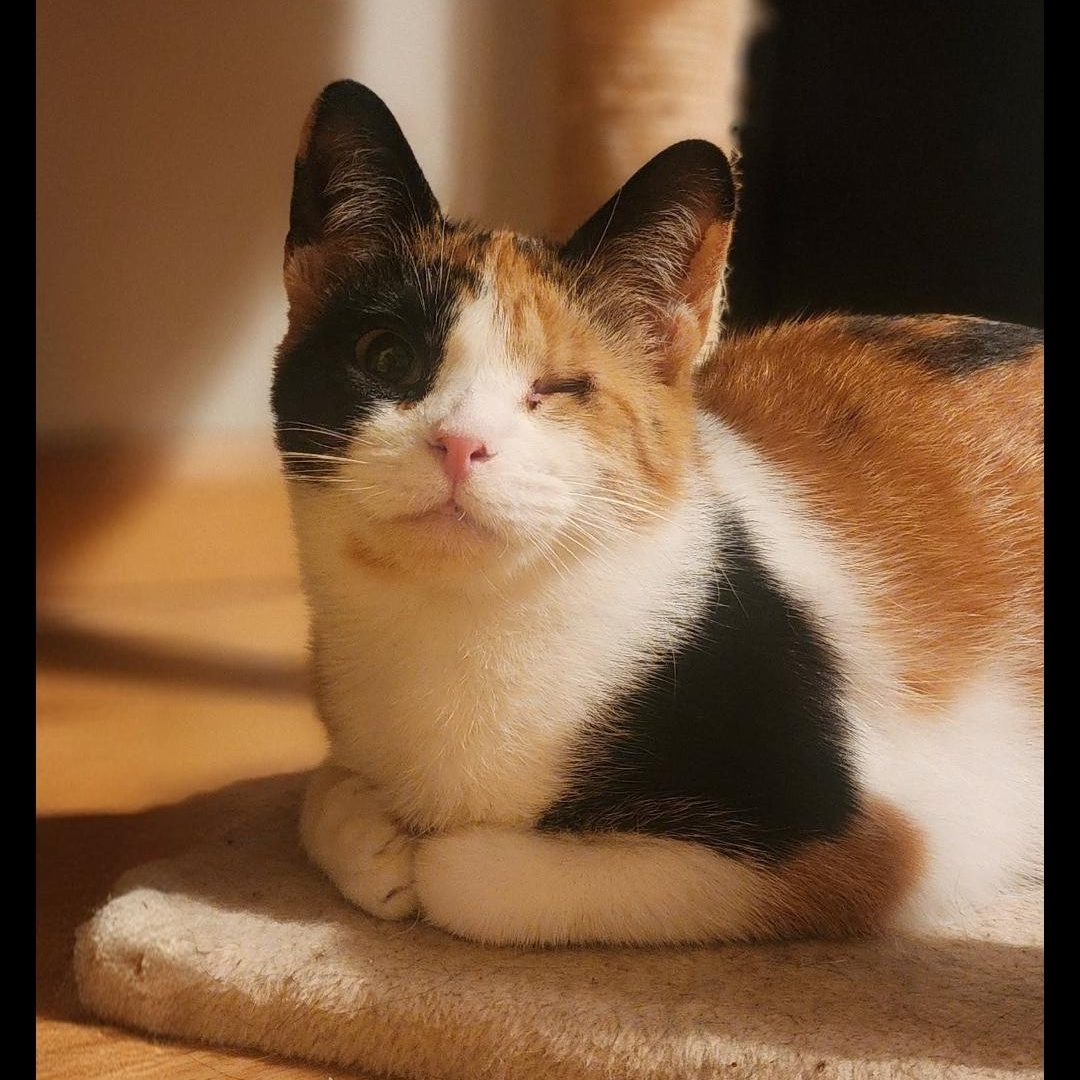 Dolly, ADOPTABLE, Adult Female Domestic Short Hair.