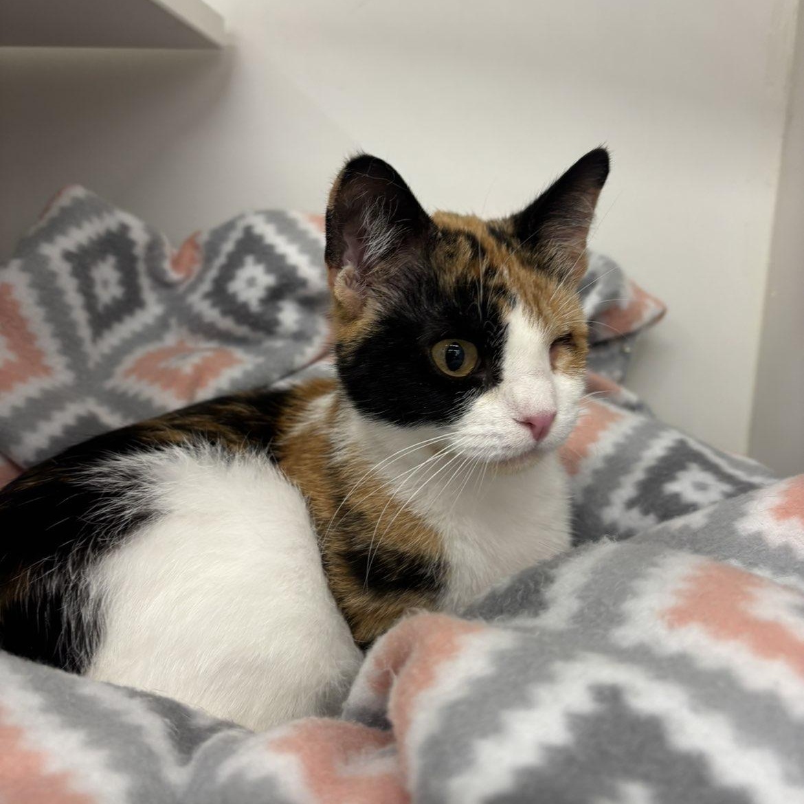 Enlarge Dolly, a ADOPTABLE Domestic Short Hair in Pardeeville, WI image 4/6