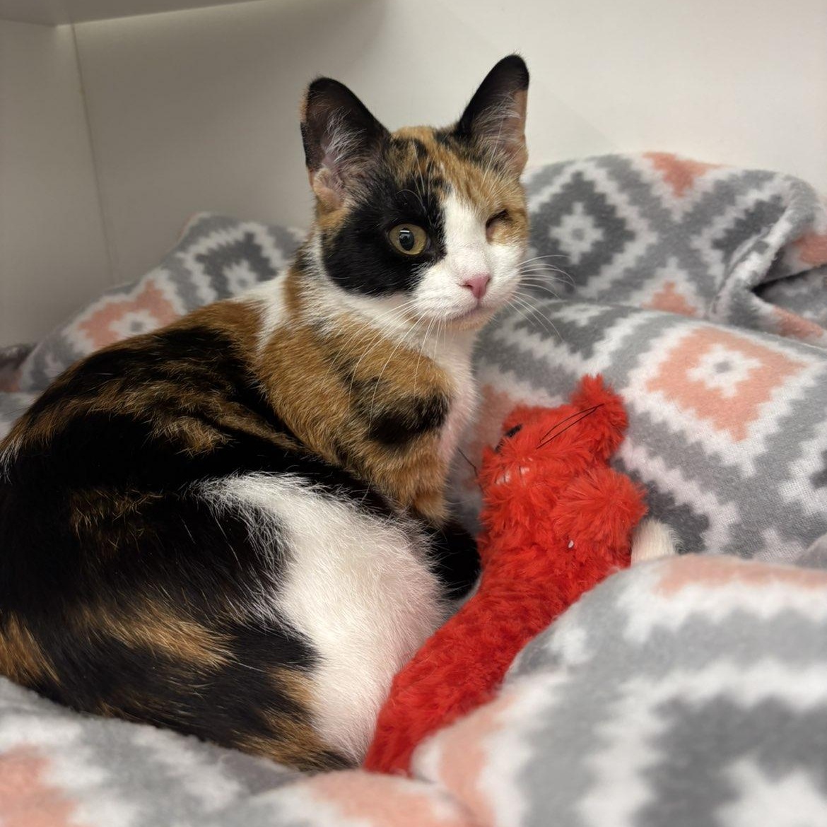 Enlarge Dolly, a ADOPTABLE Domestic Short Hair in Pardeeville, WI image 6/6