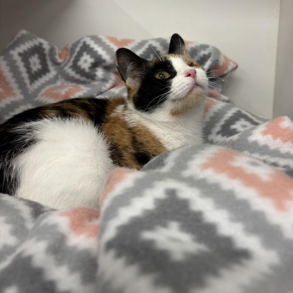 Enlarge Dolly, a ADOPTABLE Domestic Short Hair in Pardeeville, WI image 5/6