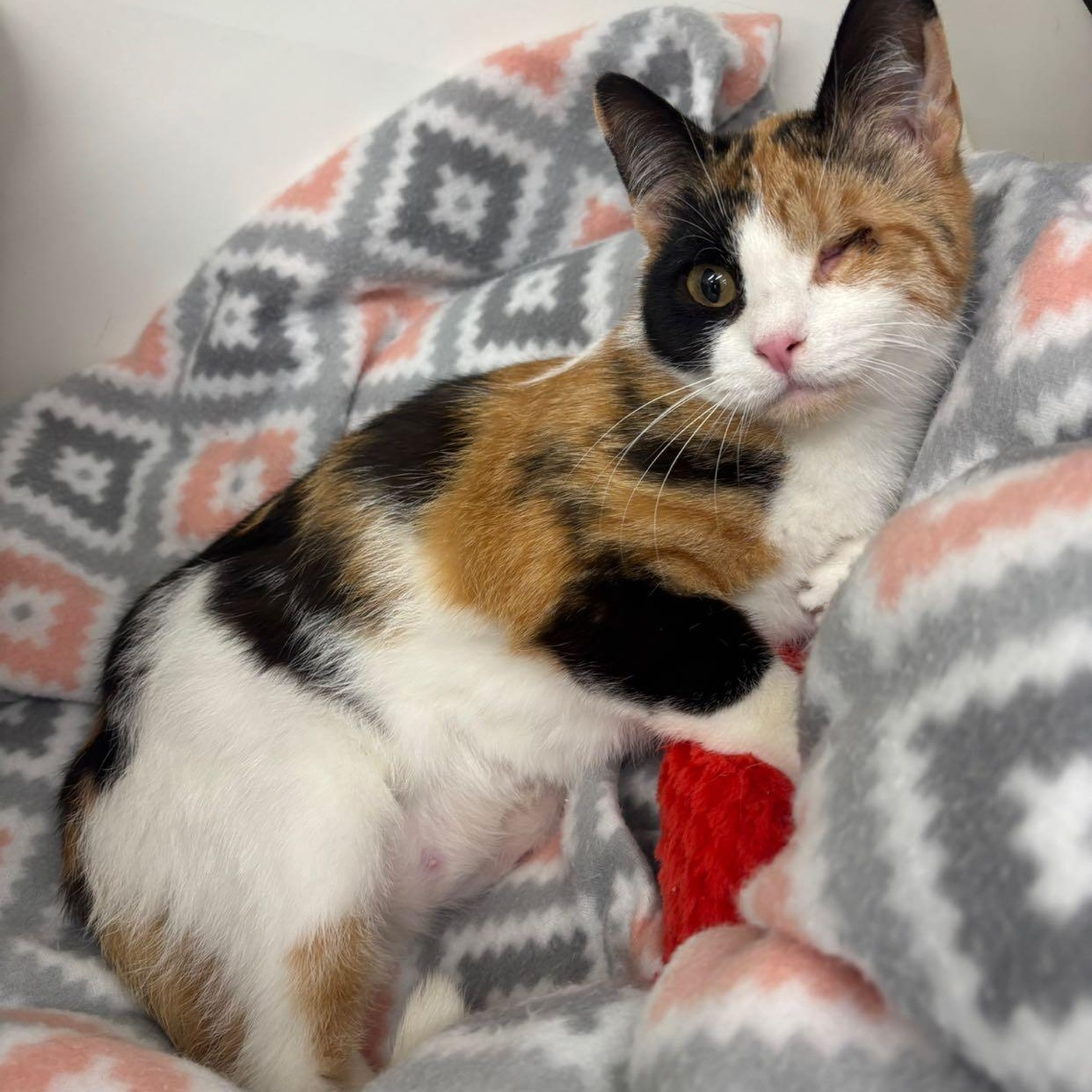 Enlarge Dolly, a ADOPTABLE Domestic Short Hair in Pardeeville, WI image 3/6