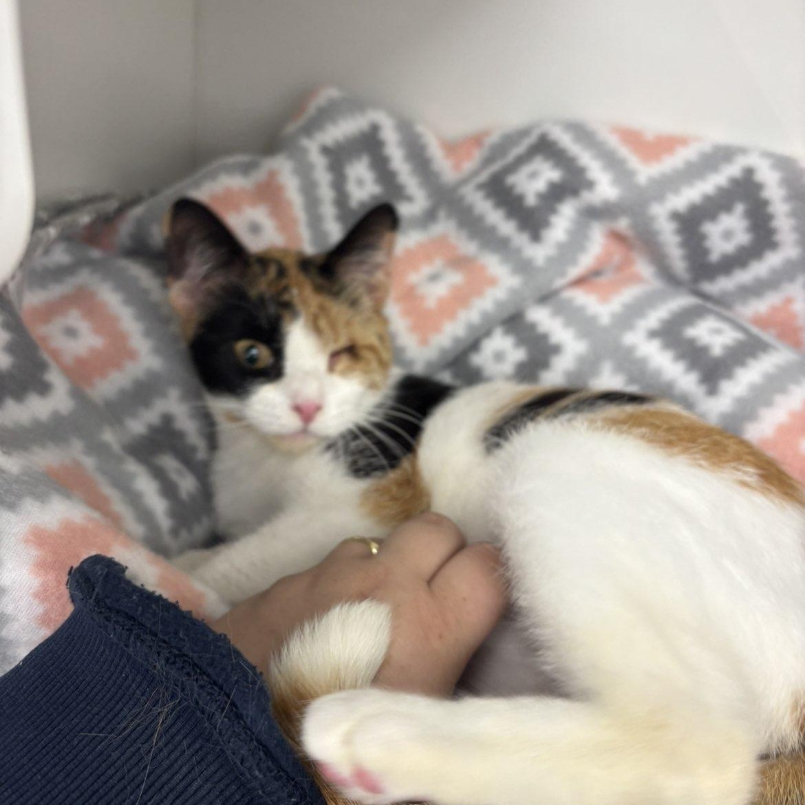 Enlarge Dolly, a ADOPTABLE Domestic Short Hair in Pardeeville, WI image 2/6