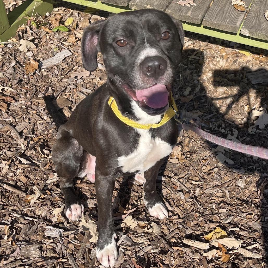 Enlarge Leopold, a Adoptable mixed breed in Deerfield, IL image 1/6