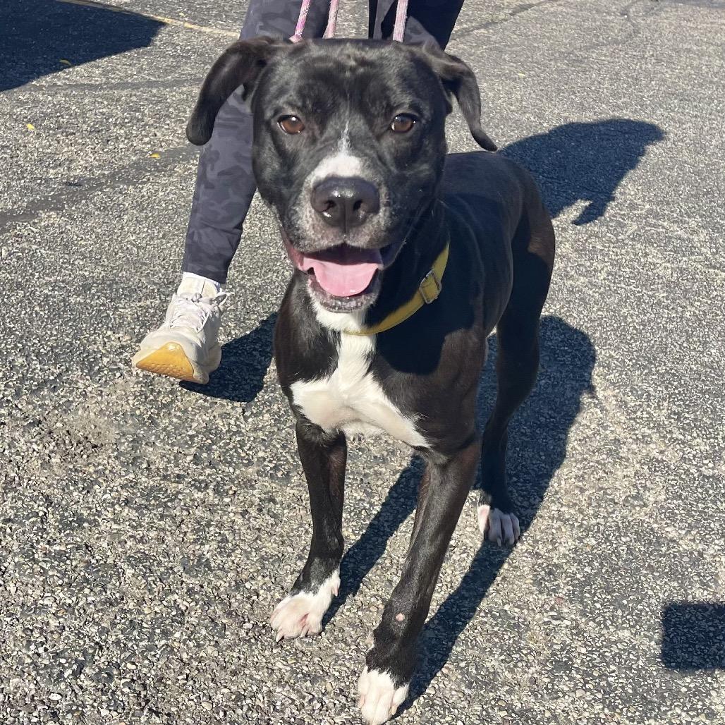 Enlarge Leopold, a Adoptable mixed breed in Deerfield, IL image 2/6