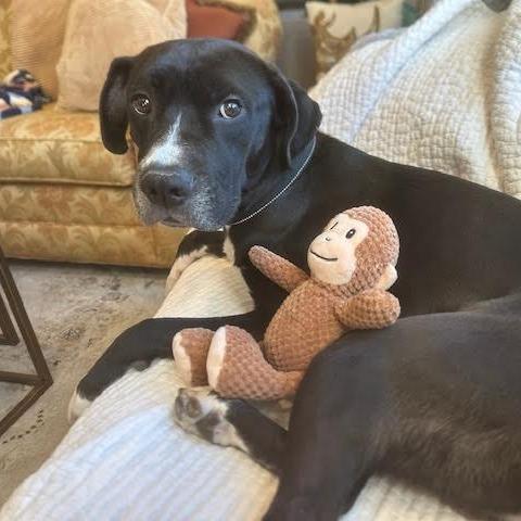 Leopold, Adoptable, Adult Male Pit Bull Terrier & Black Labrador Retriever.