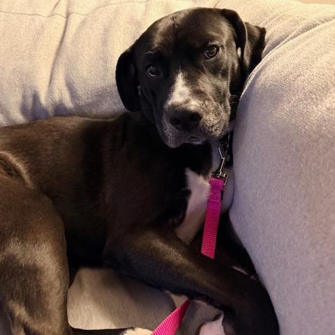 Enlarge Leopold, a Adoptable mixed breed in Deerfield, IL image 4/6