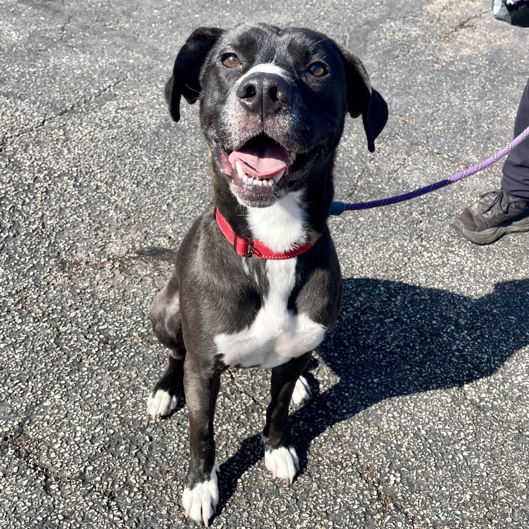 Enlarge Leopold, a Adoptable mixed breed in Deerfield, IL image 3/4