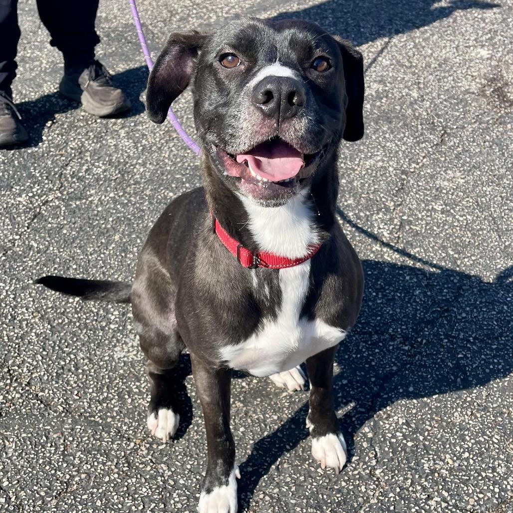 Enlarge Leopold, a Adoptable mixed breed in Deerfield, IL image 5/6