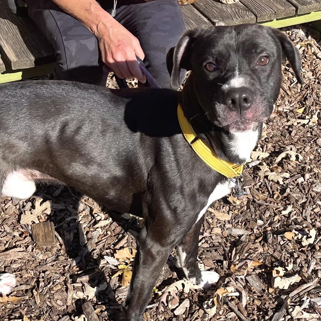 Enlarge Leopold, a Adoptable mixed breed in Deerfield, IL image 6/6