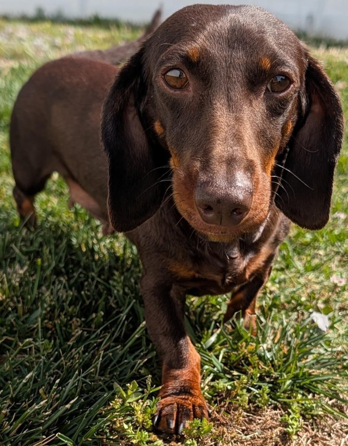 Snickers in NC, an adopted Dachshund in Benson, NC image 5/5