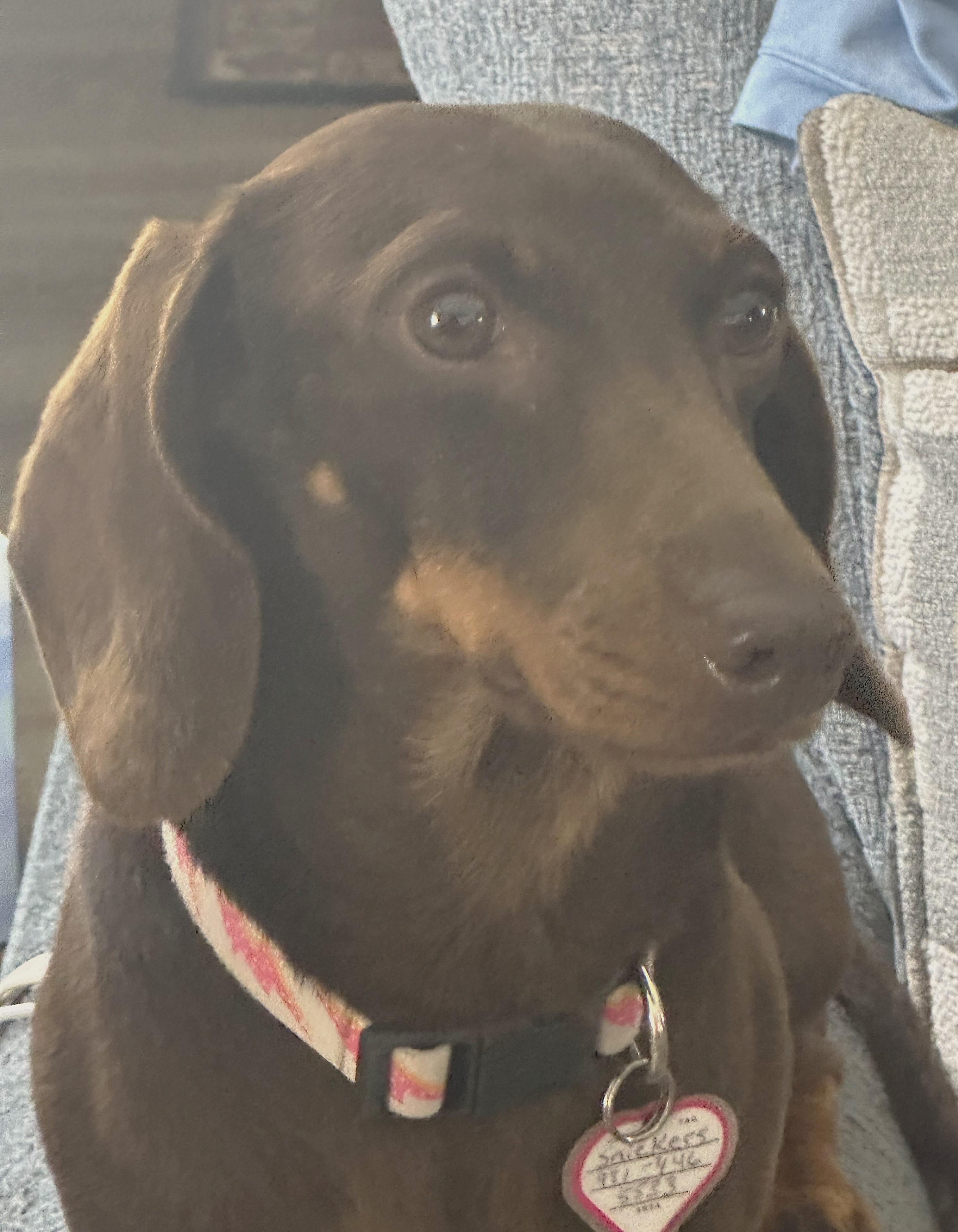 Snickers in NC, an adopted Dachshund in Benson, NC image 2/5