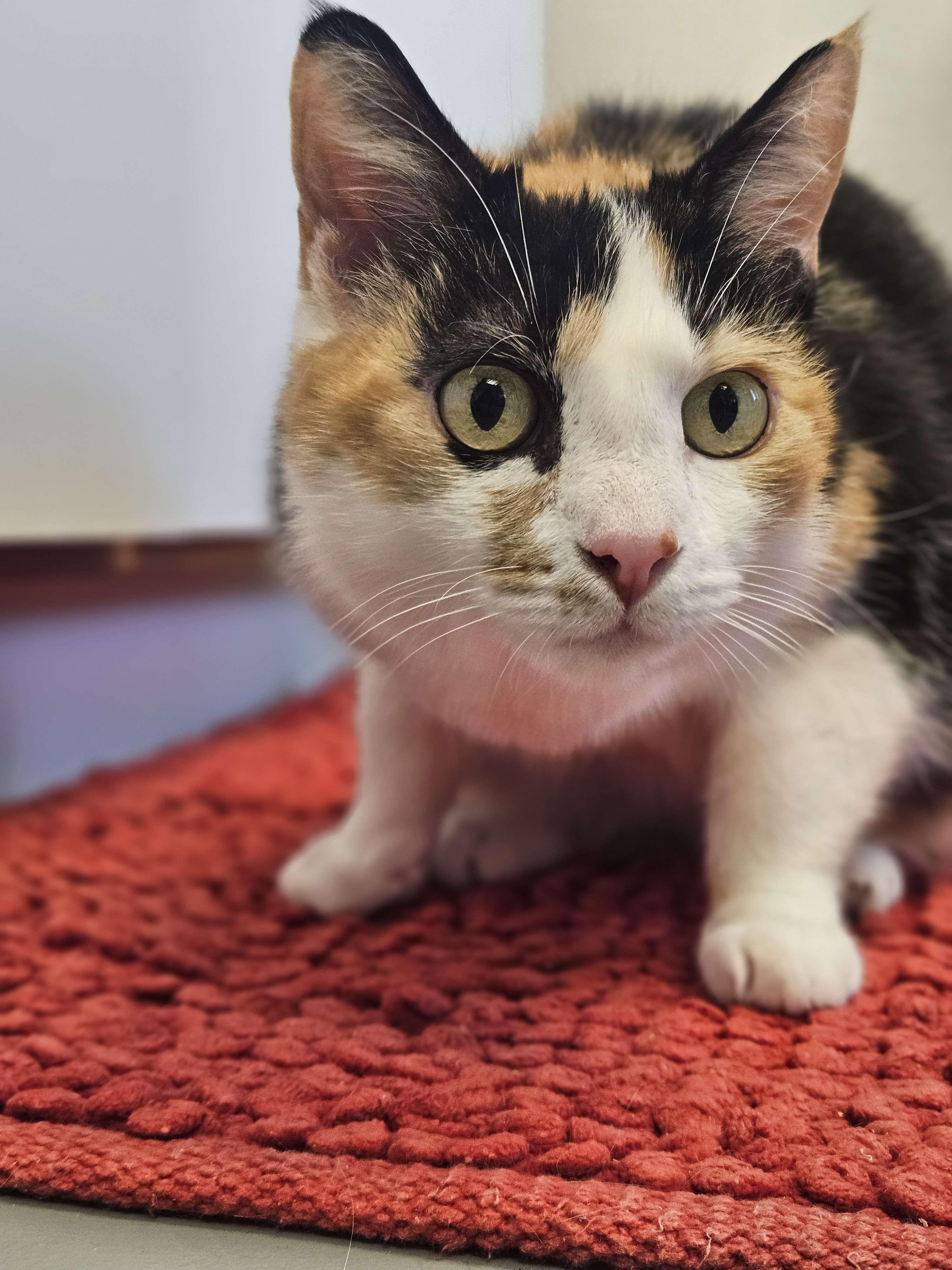 Callie, Adult Female unknown