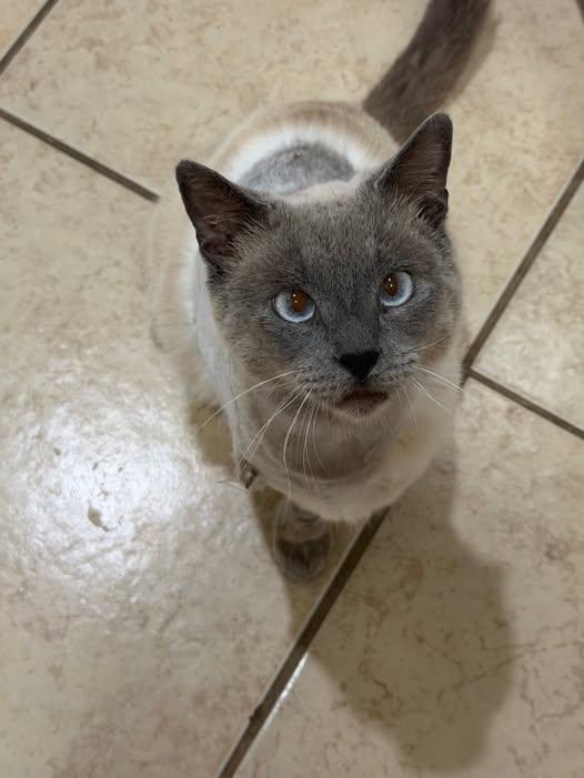 Enlarge Oscar, a ADOPTABLE mixed breed in Wylie, TX image 1/1