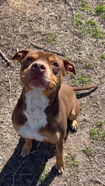 Red, adopted, Adult Male Pit Bull Terrier.