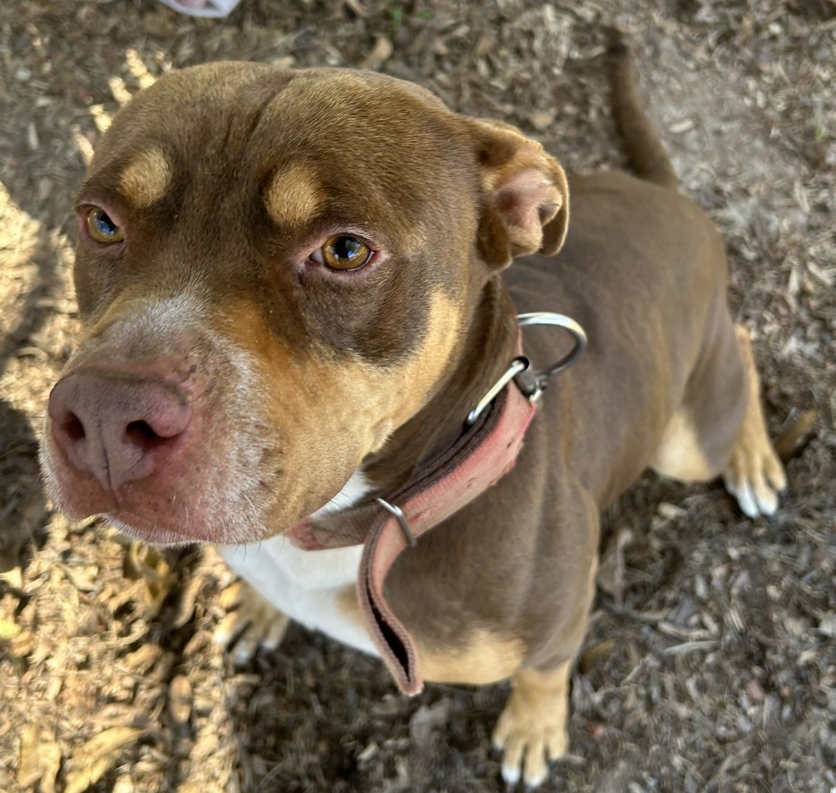 Red, an adoptable Pit Bull Terrier in Sparta, GA, 31087 | Photo Image 1