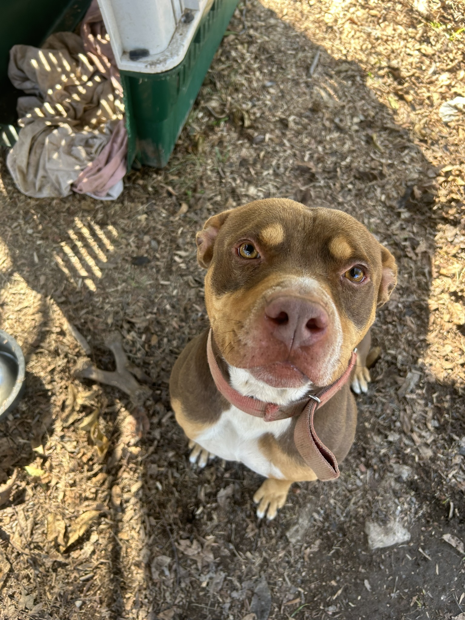 Red, adopted, Adult Male Pit Bull Terrier.