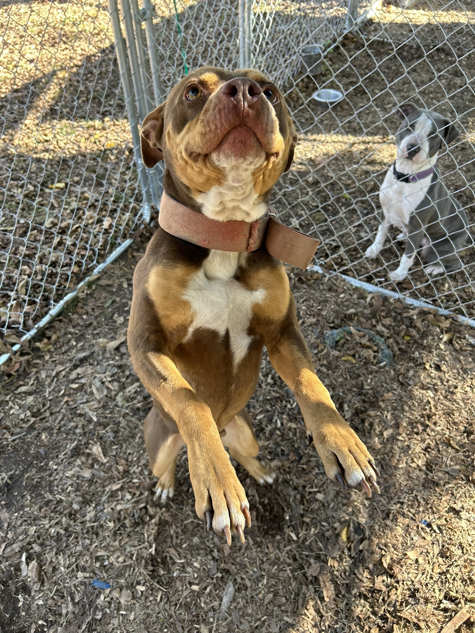 Red, an adoptable Pit Bull Terrier in Sparta, GA, 31087 | Photo Image 3