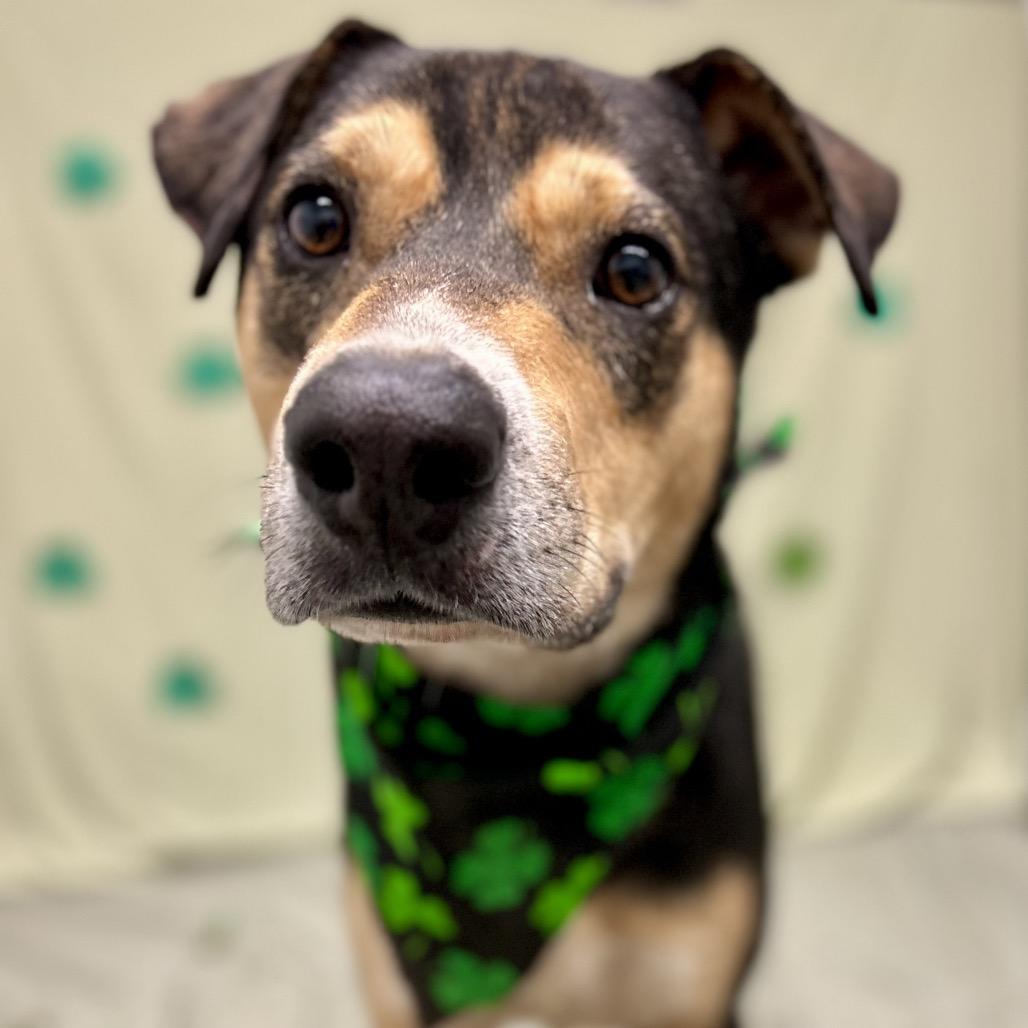 Grillo, a Adoptable Mixed Breed in Rocky Mount, VA image 1/6