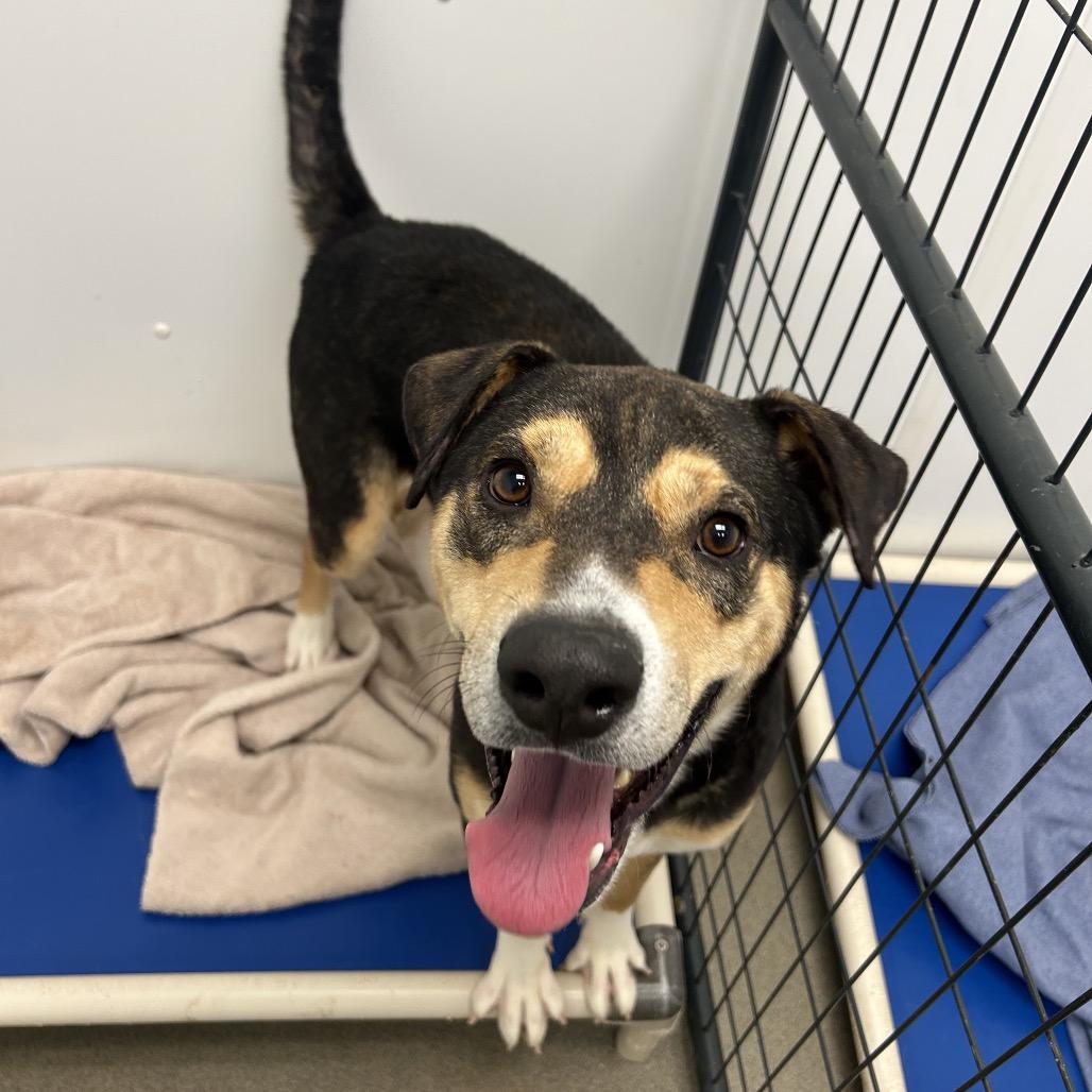 Grillo, Adoptable, Young Male Mixed Breed.