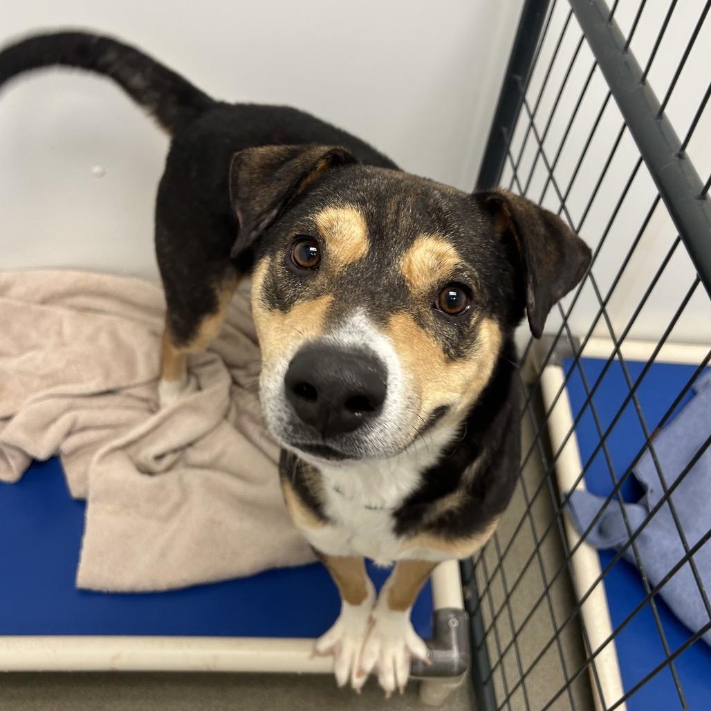 Grillo, a Adoptable Mixed Breed in Rocky Mount, VA image 3/6