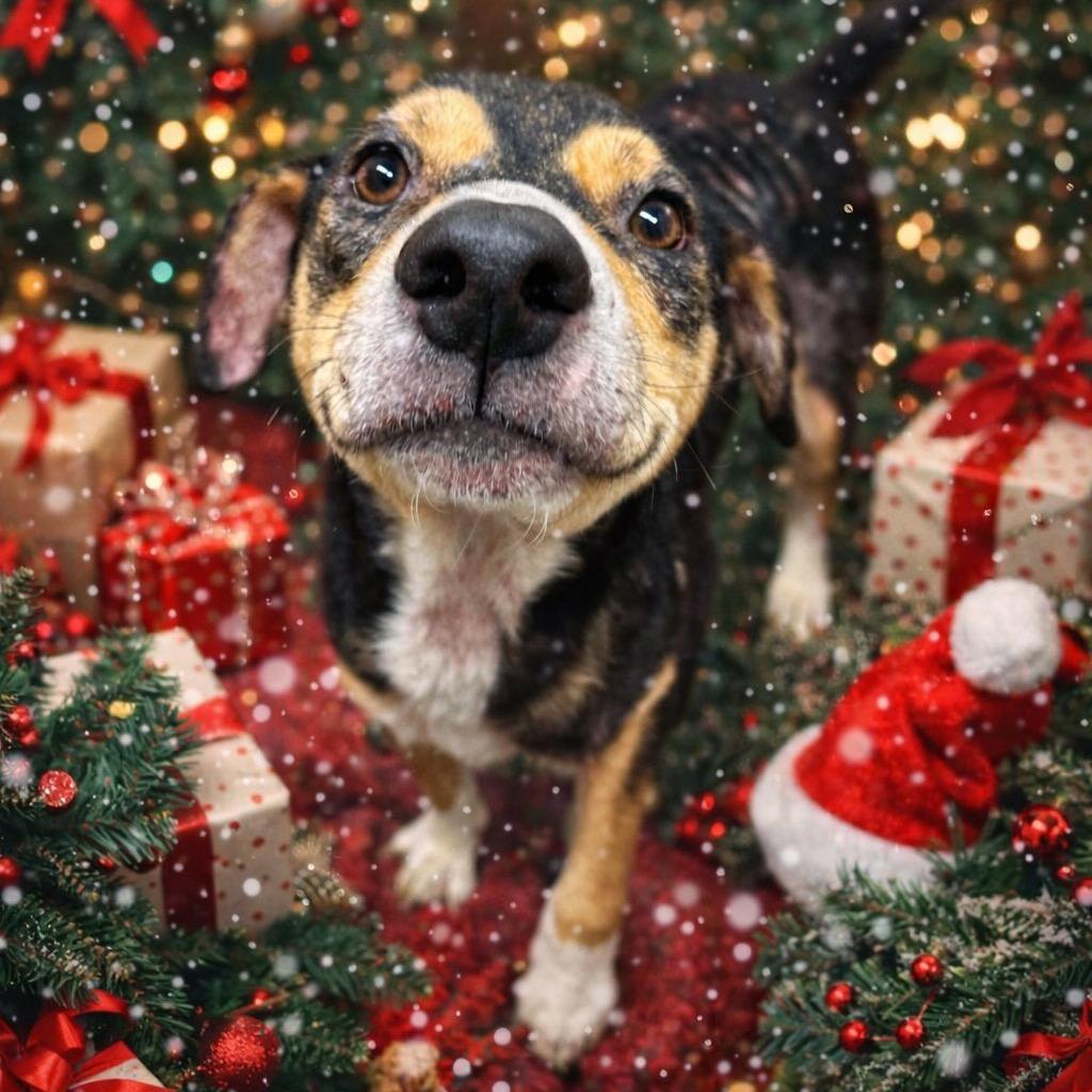 Grillo, a Adoptable Mixed Breed in Rocky Mount, VA image 4/6