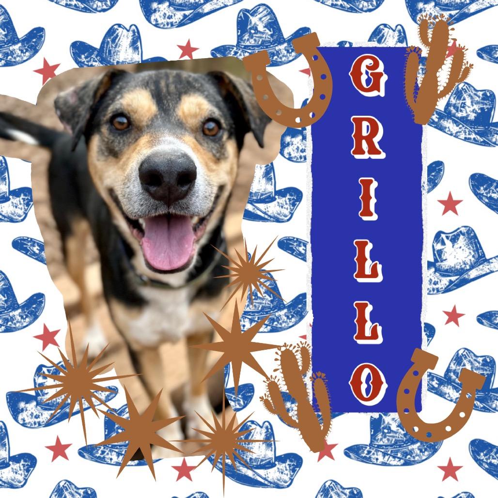 Grillo, a Adoptable Mixed Breed in Rocky Mount, VA image 3/6