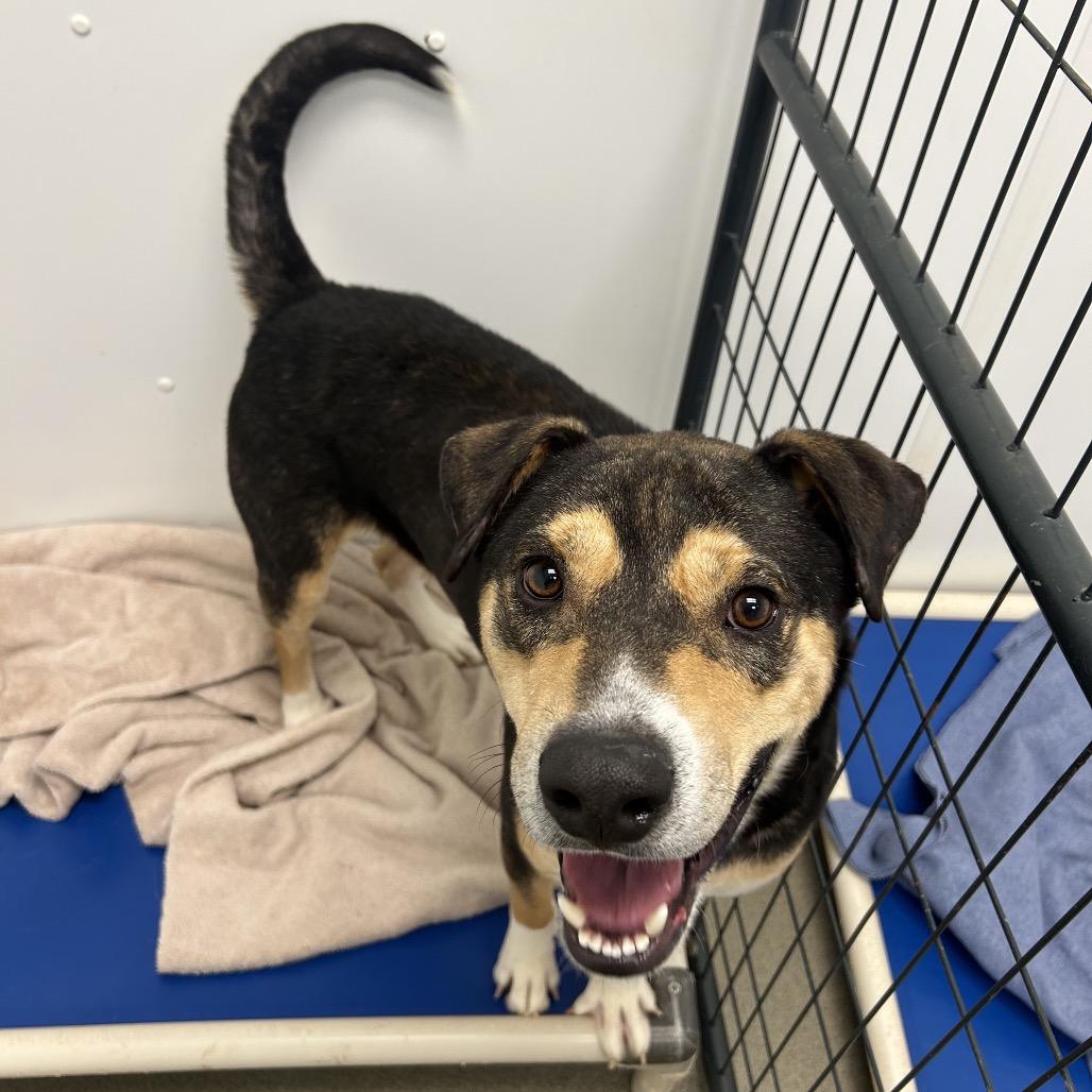 Grillo, a Adoptable Mixed Breed in Rocky Mount, VA image 5/6