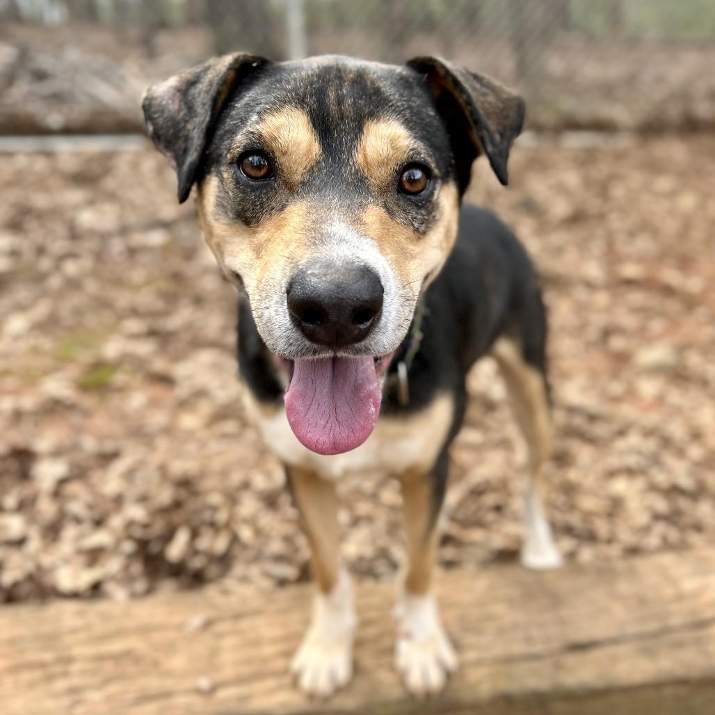 Enlarge Grillo, a Adoptable Mixed Breed in Rocky Mount, VA image 4/6