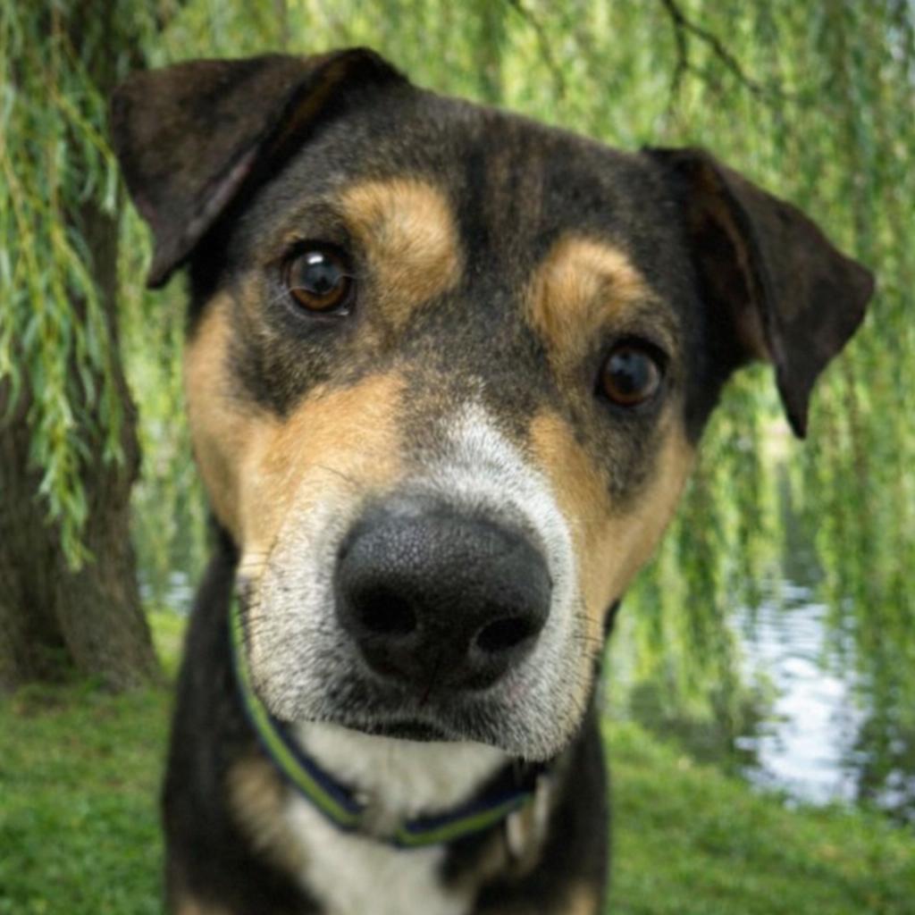 Grillo, a Adoptable Mixed Breed in Rocky Mount, VA image 6/6