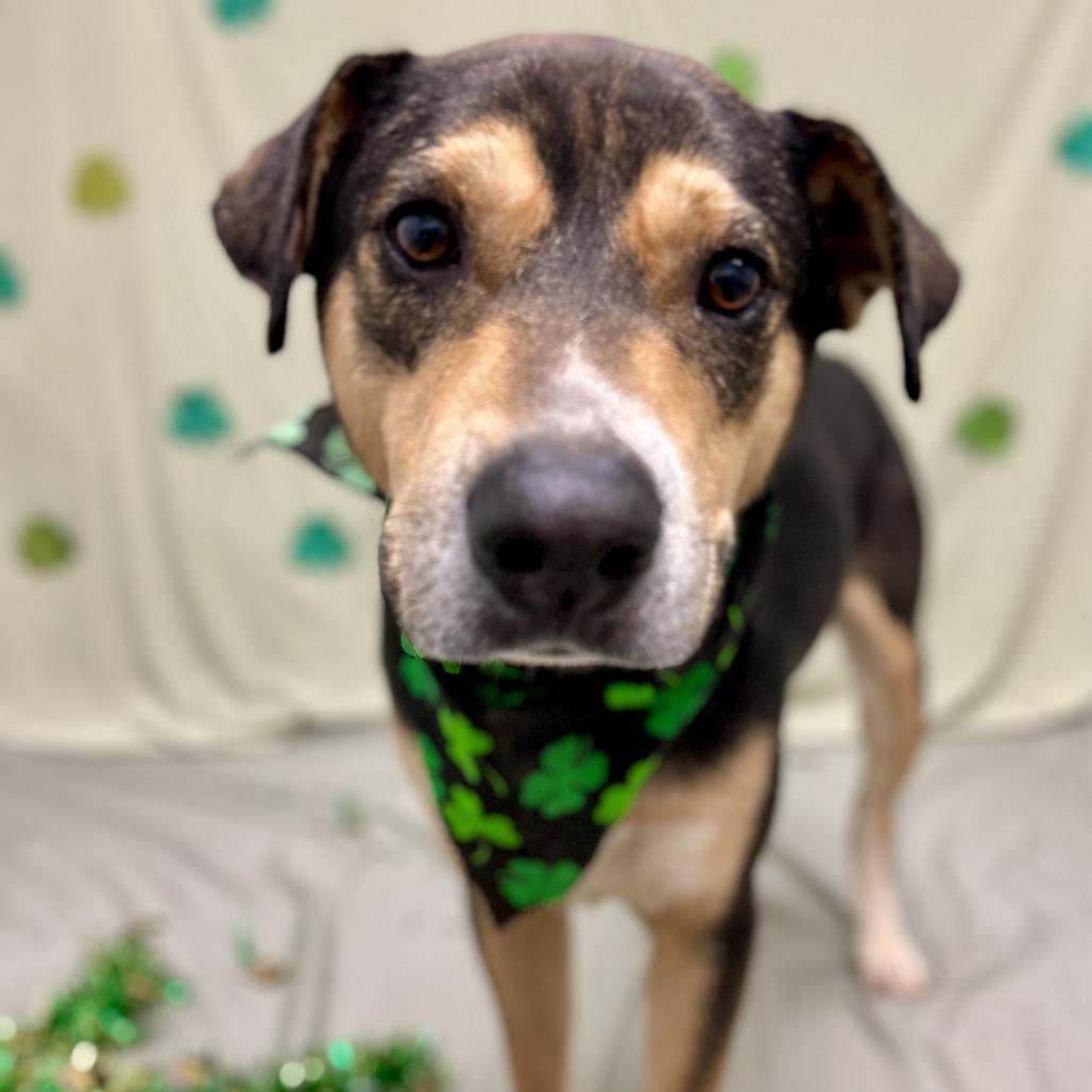 Enlarge Grillo, a Adoptable Mixed Breed in Rocky Mount, VA image 6/6