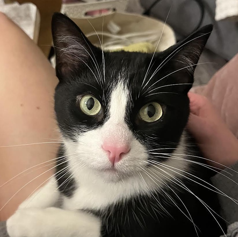 Enlarge Oreo, a Adoptable Tuxedo in Plymouth, MN image 4/4