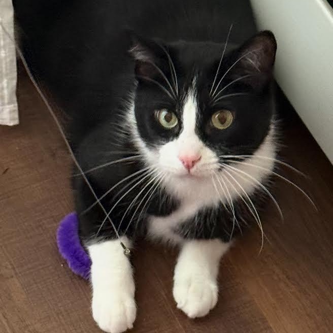 Enlarge Oreo, a Adoptable Tuxedo in Plymouth, MN image 2/4
