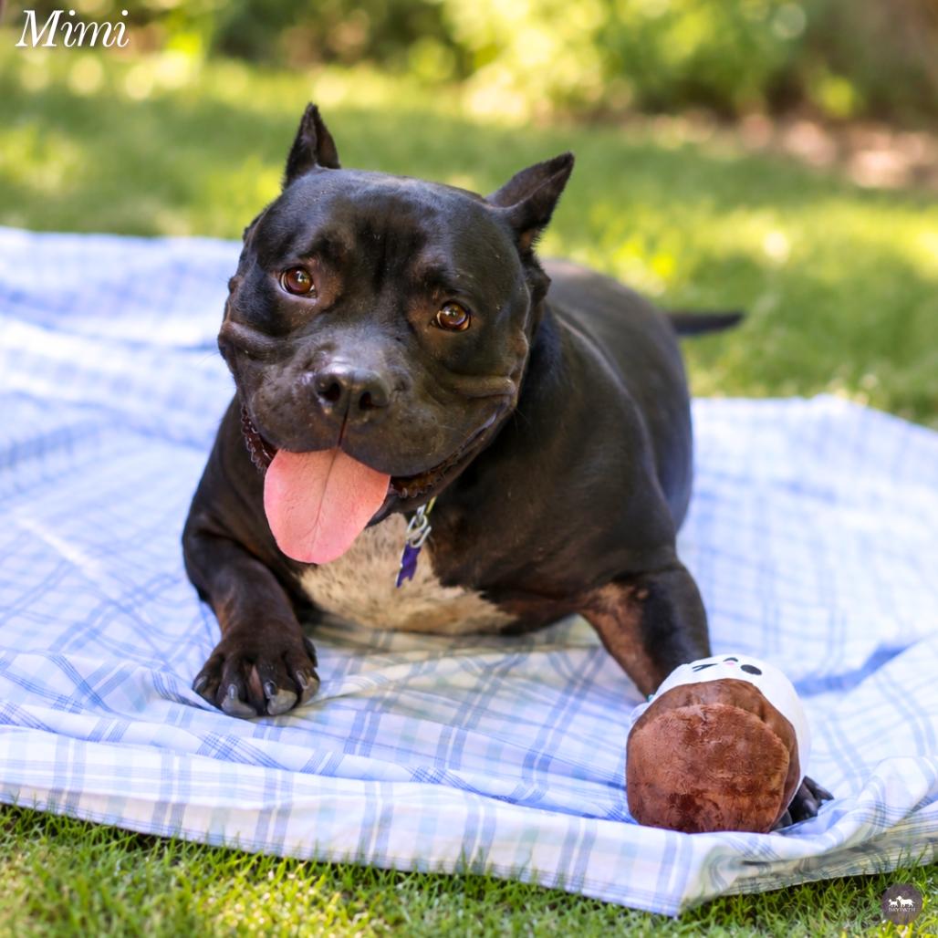 Mimi, Adoptable, Adult Female Mixed Breed.