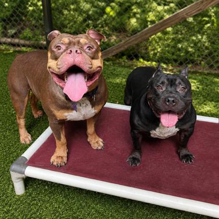 Enlarge Mimi, a Adoptable Mixed Breed in Hopkinton, MA image 2/6