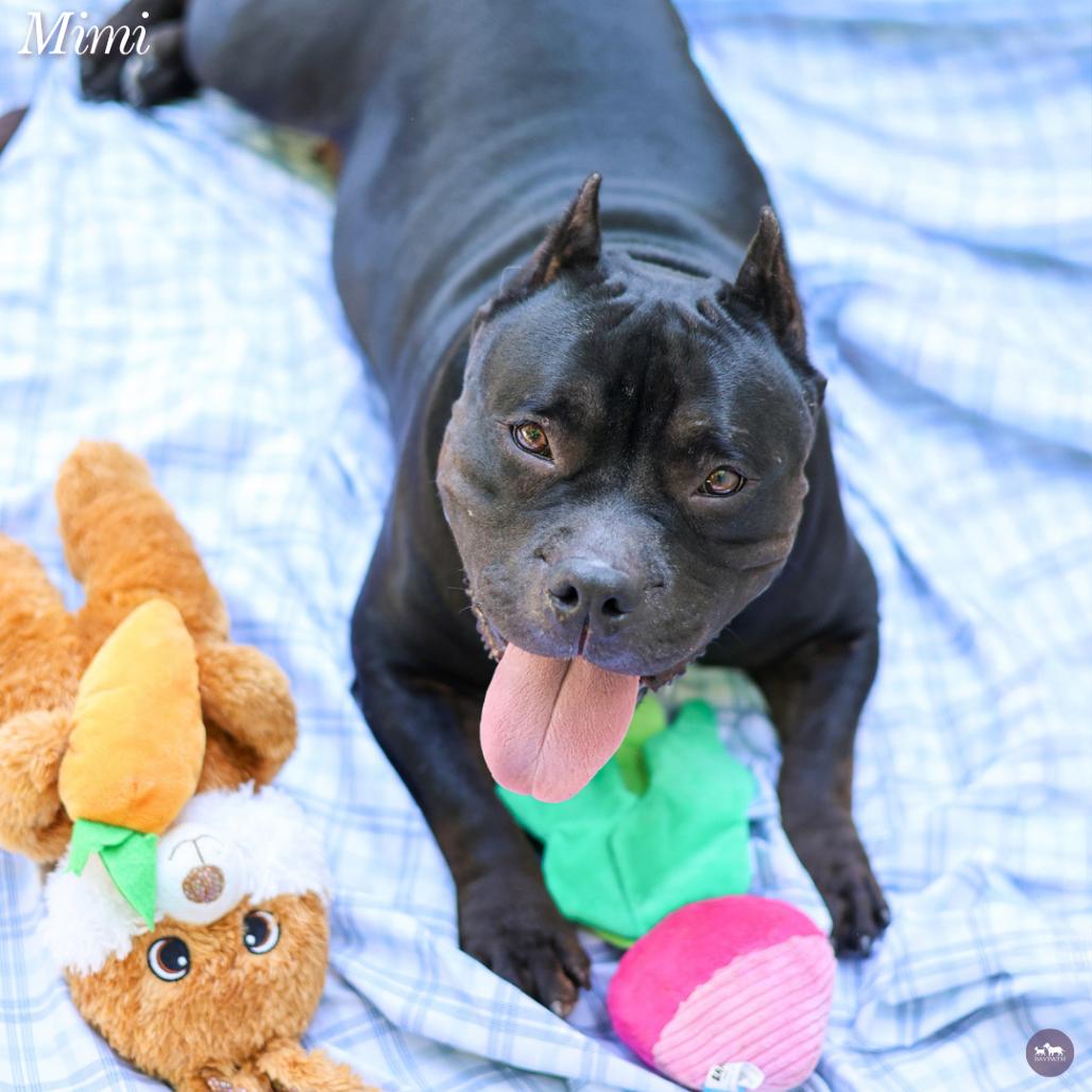 Enlarge Mimi, a Adoptable Mixed Breed in Hopkinton, MA image 3/6