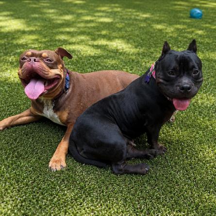 Enlarge Mimi, a Adoptable Mixed Breed in Hopkinton, MA image 4/6