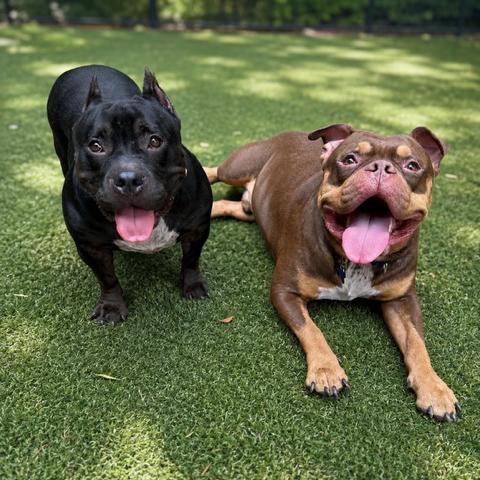 Enlarge Mimi, a Adoptable Mixed Breed in Hopkinton, MA image 6/6