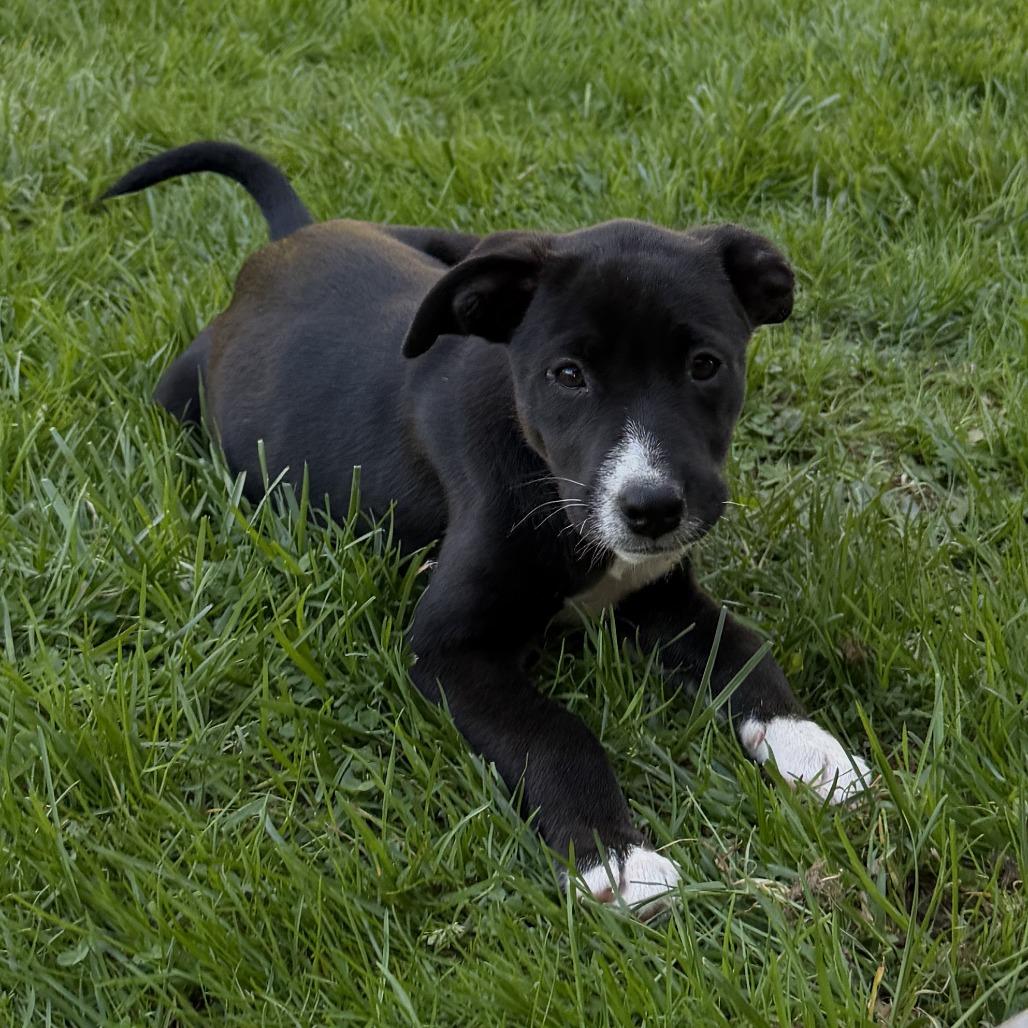 NY Maxine Avail Apr 26 (JV Mall Spring Fest), Adoptable, Puppy Female Australian Shepherd & Mixed Breed.