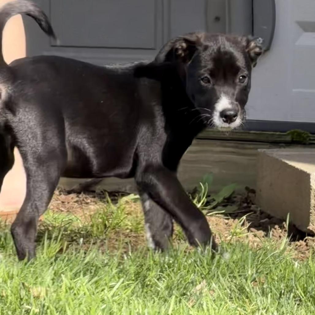 Enlarge NY Maxine Avail Apr 26 (JV Mall Spring Fest), a Adoptable mixed breed in Eastford, CT image 2/2