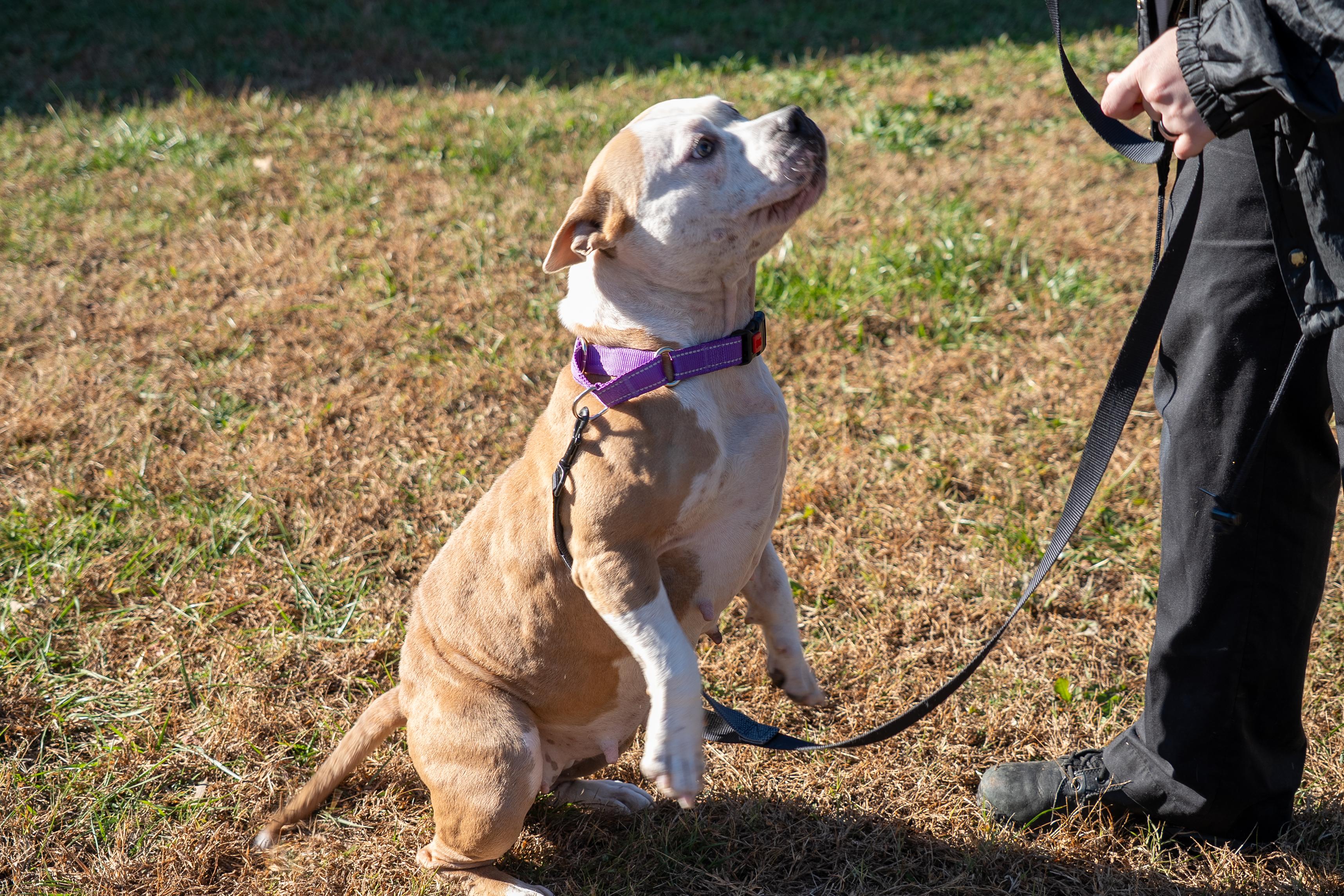 Stoney, a Adoptable Pit Bull Terrier in King George, VA image 2/6