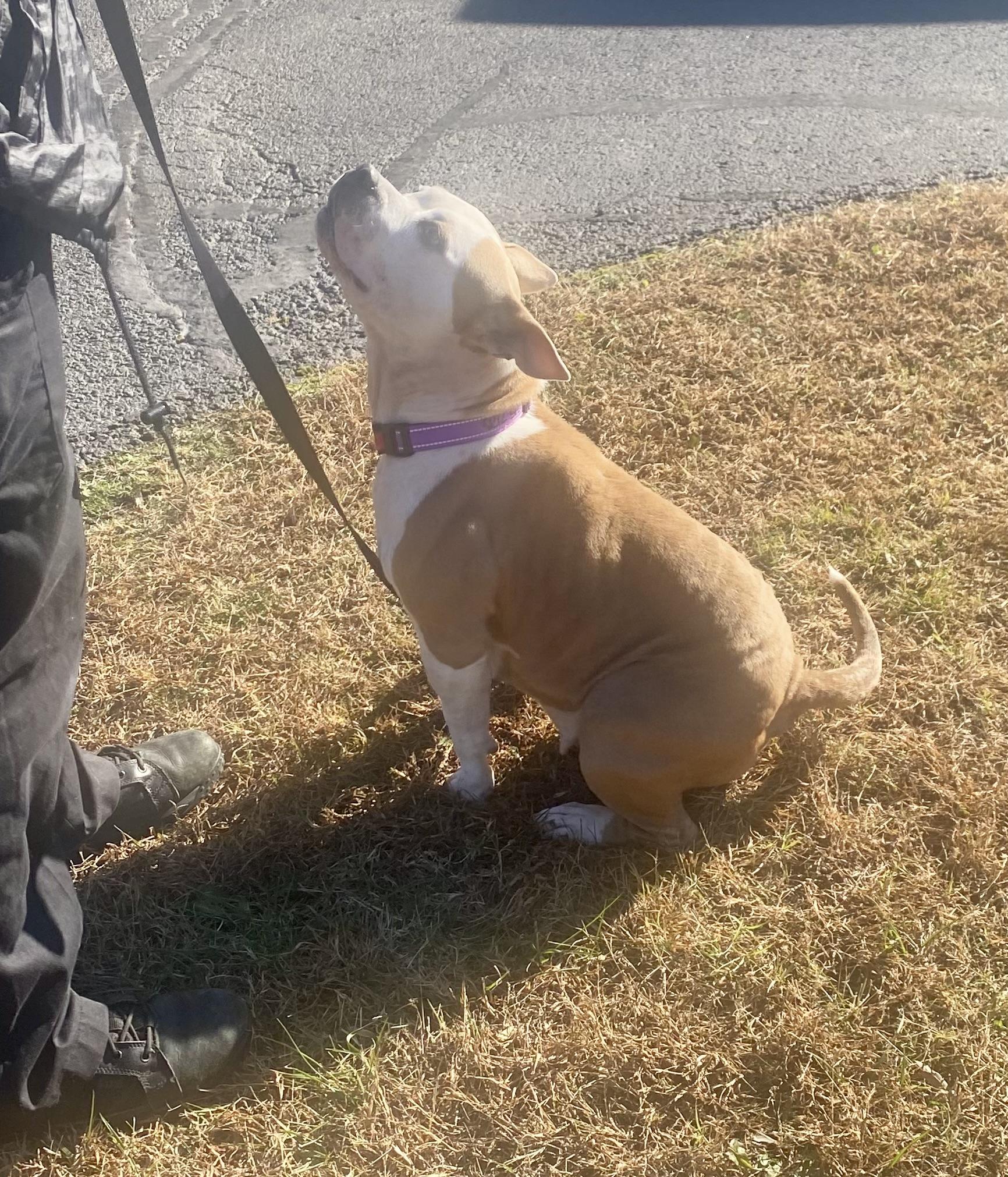Stoney, a Adoptable Pit Bull Terrier in King George, VA image 6/6