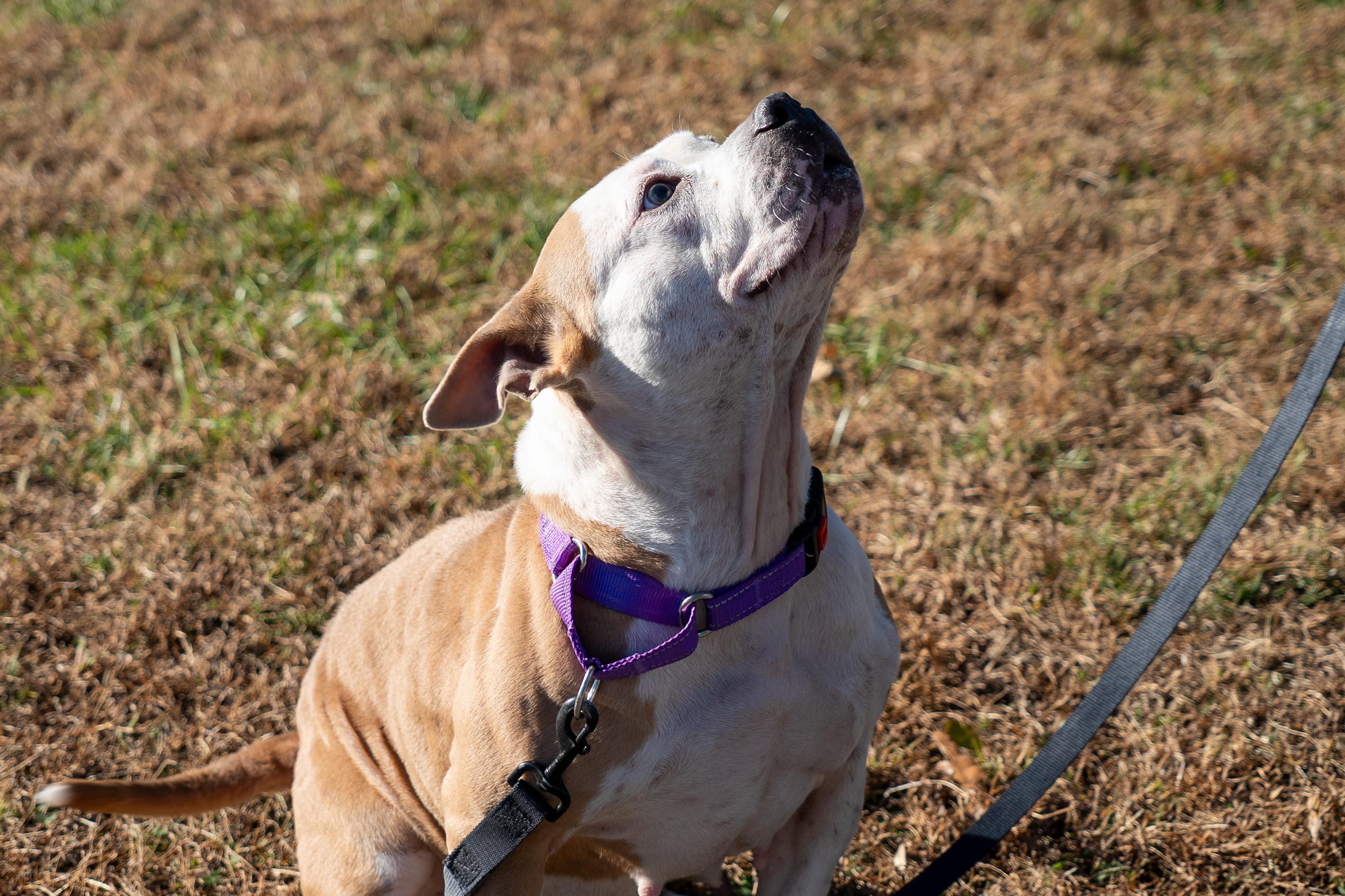 Stoney, a Adoptable Pit Bull Terrier in King George, VA image 3/6